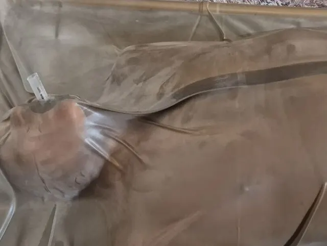 Lady Medusa fixiert ihren Haussklaven im Vakuumbett und muss den Schwanz blasen und ficken