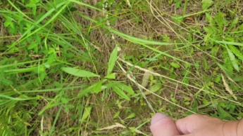 Stiefmutter hält Stiefsohns Schwanz, während er in der Natur pinkelt