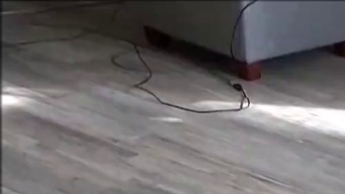 Junge Tennystute schluckt brav alles